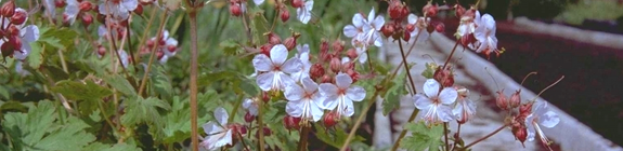 Ooievaarsbek - Geranium macrorrhizum 'Spessart'