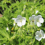 Ooievaarsbek - Geranium macrorrhizum 'White Ness'