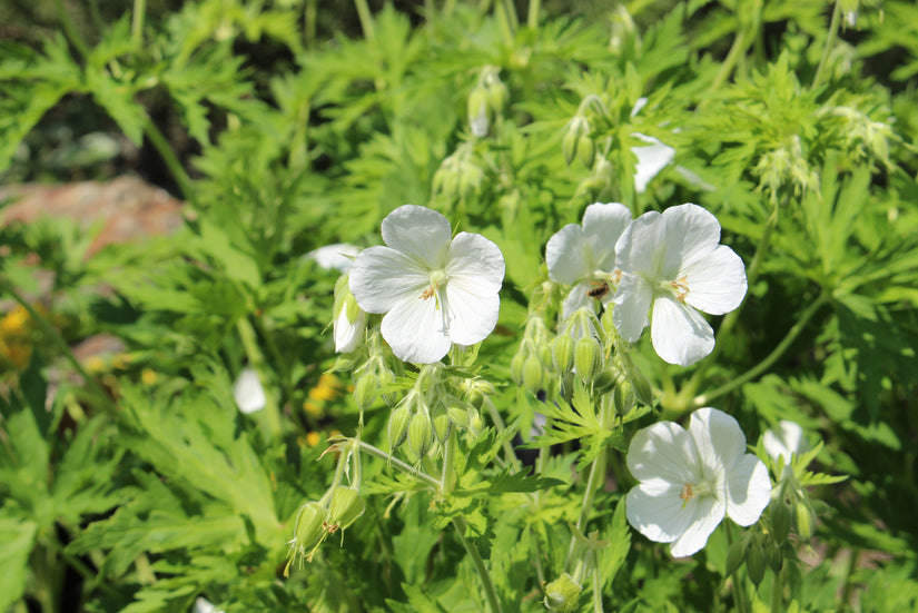 Ooievaarsbek - Geranium macrorrhizum 'White Ness'
