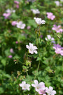 Roze bloemetjes Geranium x oxonianum 'Rose Clair'