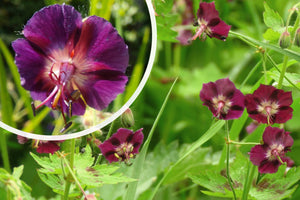 Donkere ooievaarsbek - Geranium phaeum