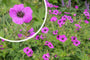 Ooievaarsbek - Geranium psilostemon bloei
