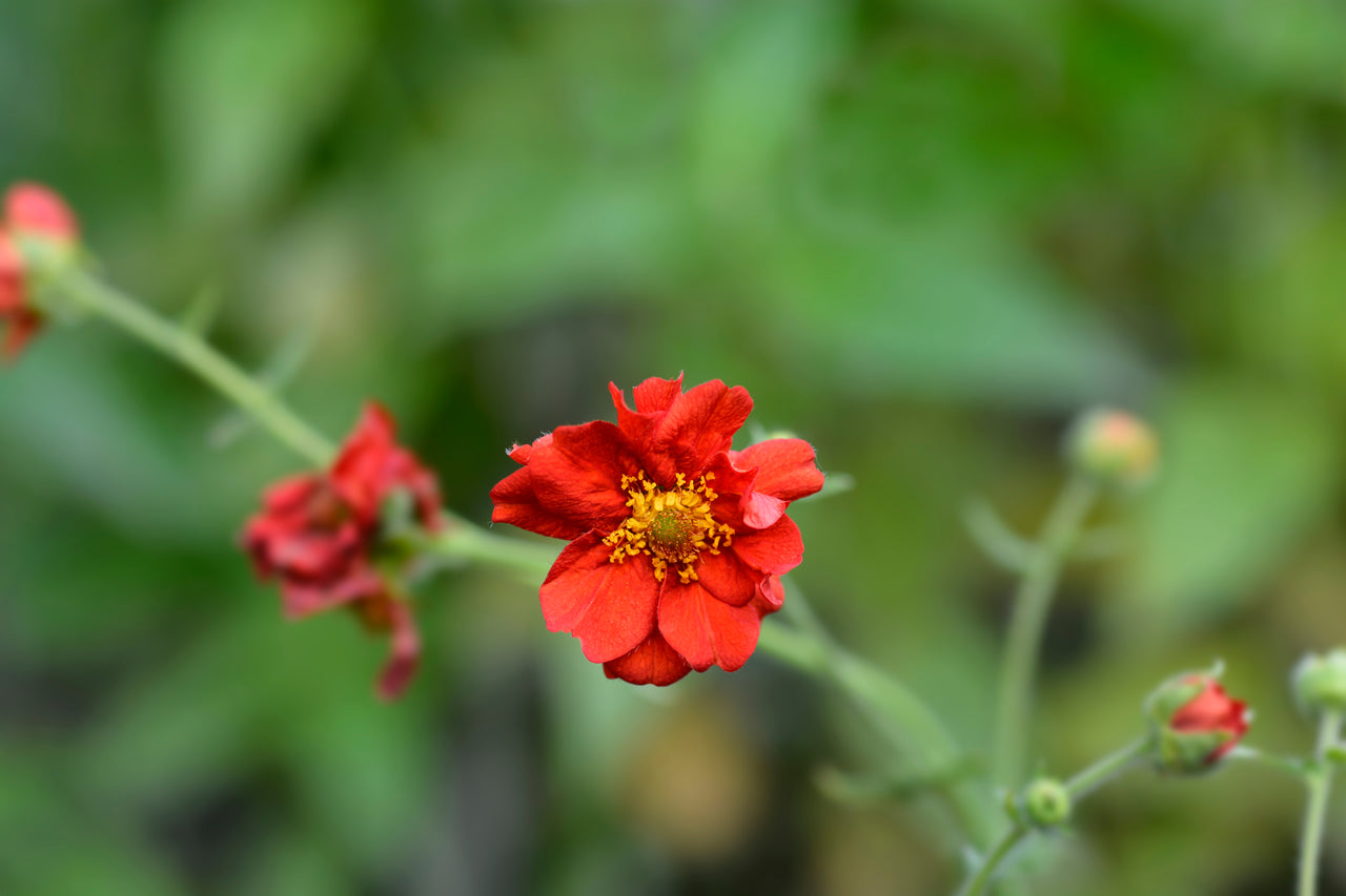 Nagelkruid Geum chiloense 'Mrs Bradshaw' planten rood