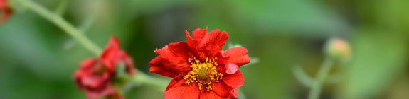 Geum chiloense 'Mrs Bradshaw rood bloeiende plant