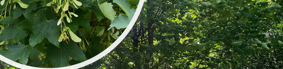 Gewone Esdoorn - Acer pseudoplatanus