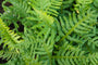 2 x Gewone eikvaren - Polypodium vulgare