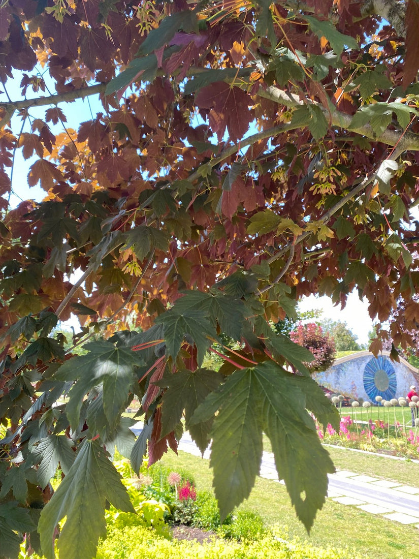Blad Gewone Esdoorn - Acer pseudoplatanus 'Atropurpureum'