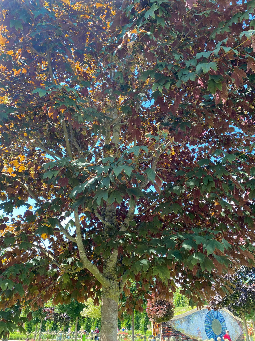 Gewone Esdoorn - Acer pseudoplatanus 'Atropurpureum'