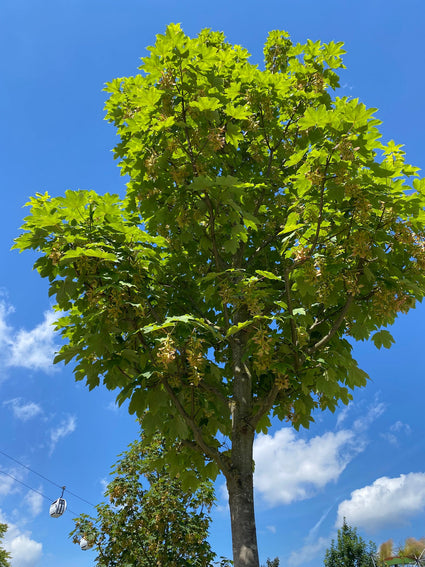 Gewone esdoorn - Acer pseudoplatanus 'Van Gogh'