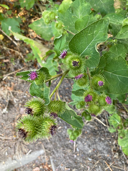 Gewone klit - Arctium minus