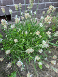 Gewone lavendel - Lavandula angustifolia 'Alba'