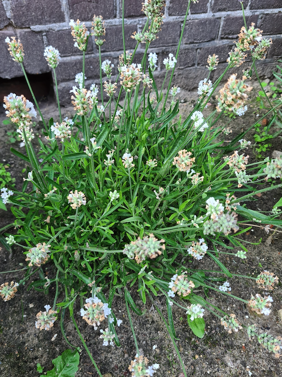Gewone lavendel Lavandula angustifolia 'Alba'