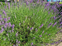 Gewone lavendel - Lavandula angustifolia 'Munstead'