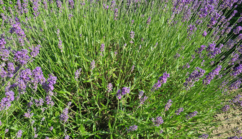 Gewone lavendel - Lavandula angustifolia 'Munstead'