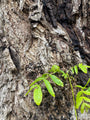Detail Gewone vleugelnoot - Pterocarya fraxinifolia