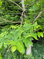 Gewone vleugelnoot Pterocarya fraxinifolia bladeren