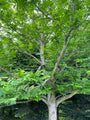 Gewone vleugelnootboom Pterocarya fraxinifolia