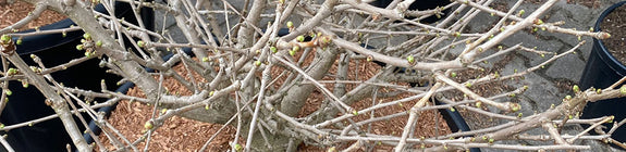 Japanse notenboom - Ginkgo biloba 'Globosa'