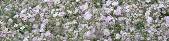 Gipskruid - Gypsophila 'Rosenschleier' tuinplanten