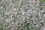 Gipskruid - Gypsophila 'Rosenschleier' tuinplanten