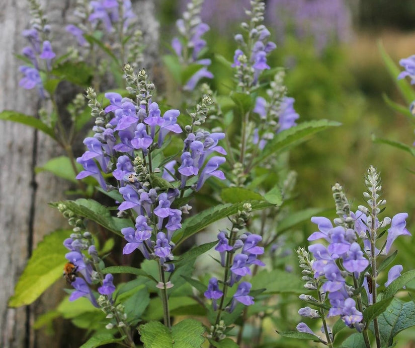 blauw paars bloeiende tuinplanten