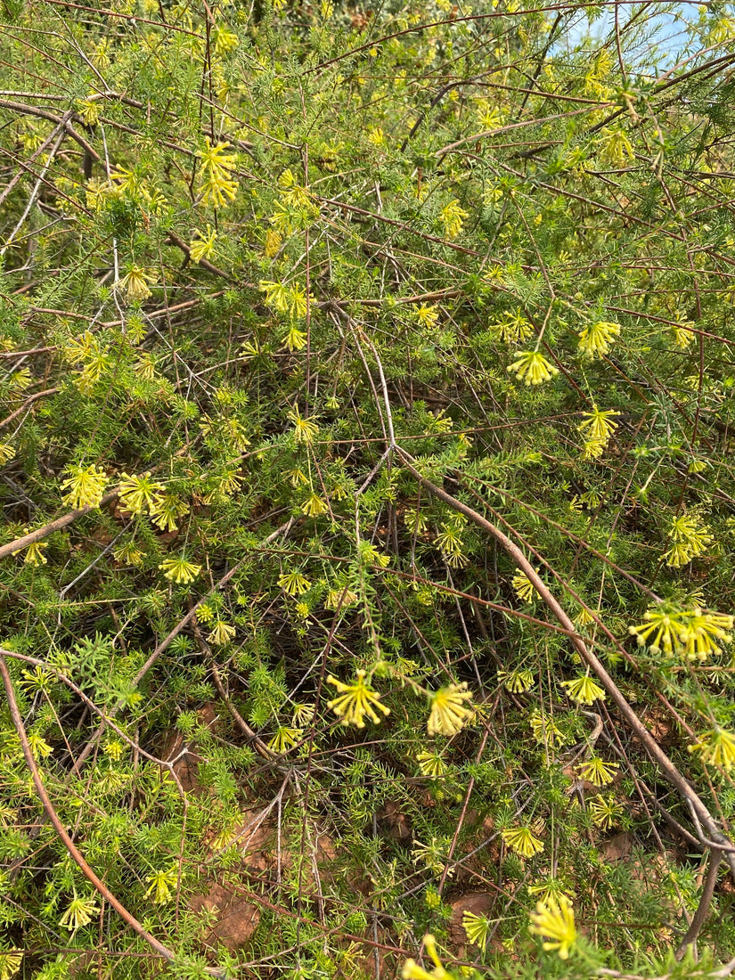 Gnidia squarrosa