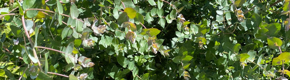 Gomboom - Eucalyptus crenulata