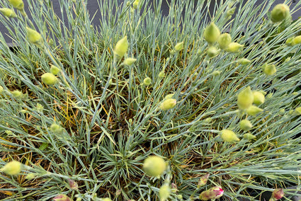 Grasanjer - Dianthus plumarius 'Doris'