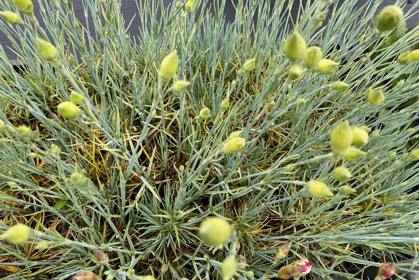 Grasanjer - Dianthus plumarius 'Doris'