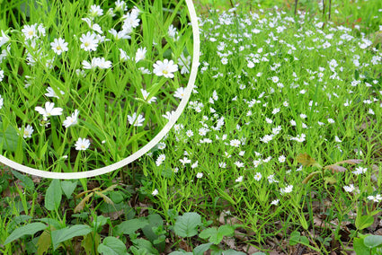 Grasmuur - Stellaria graminea