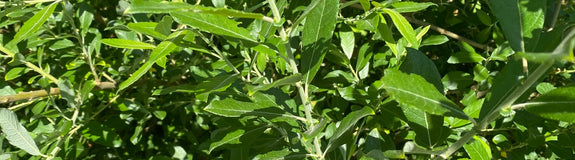 Blad van de Grauwe wilg - Salix cinerea