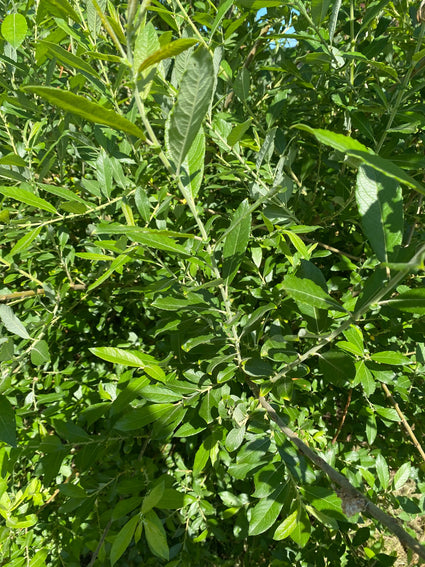 Blad van de Grauwe wilg - Salix cinerea