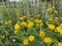 Gele bloemen Griekse alant - Inula helenium