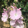 Griekse malva - Sidalcea 'Elsie Heugh' bloeivorm en bloeiwijze