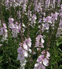 Griekse malva - Sidalcea 'Elsie Heugh' bloemen