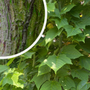 Acer Rufinerve met decoratief gestreepte bast
