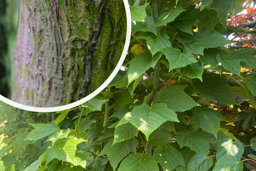 Acer Rufinerve met decoratief gestreepte bast