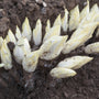Groenlof - Suikerbrood - Cichorium intybus varfoliosum witlof