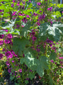 Groot kaasjeskruid - Malva sylvestris