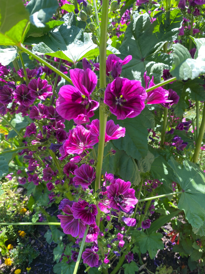 Bloemen Groot kaasjeskruid - Malva sylvestris