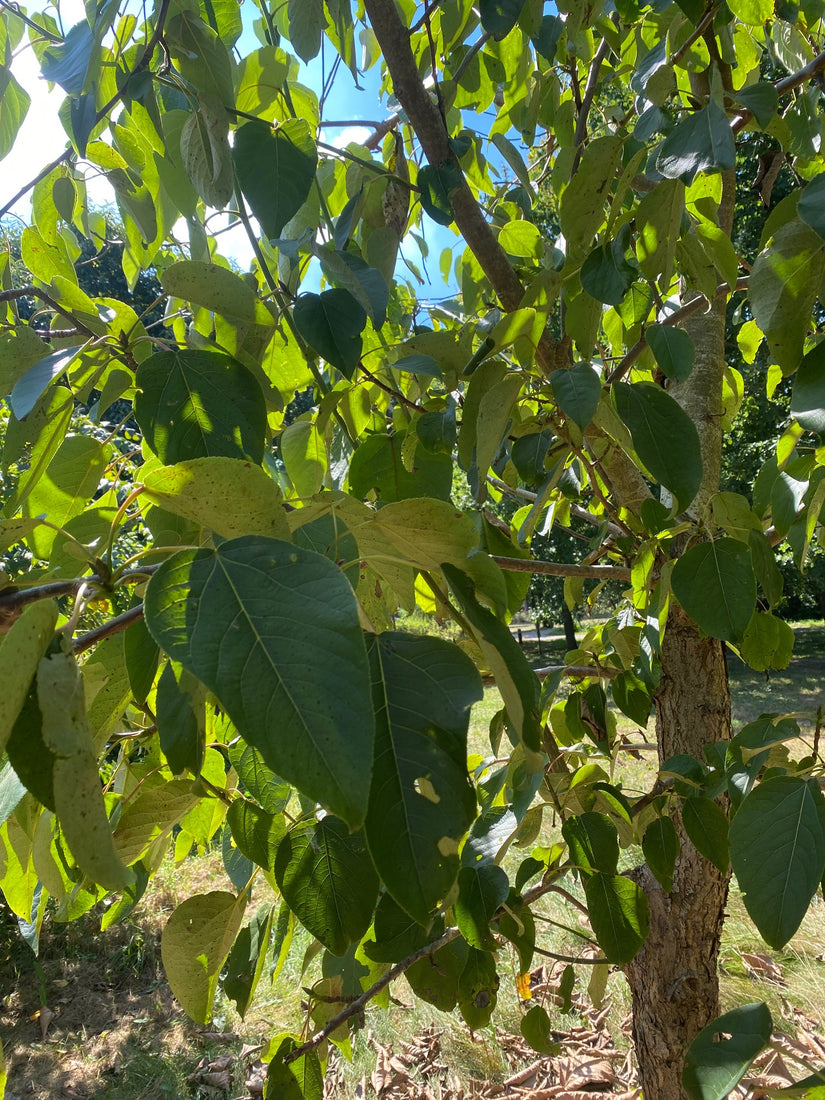 Blad Grootbladige Chinese populier - Populus szechuanica