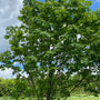 Grootbladige esdoorn - Acer macrophyllum