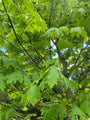 Blad Grootbladige esdoorn - Acer macrophyllum