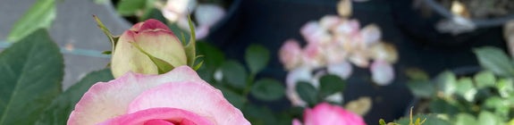 Grootbloemige roos - Rosa 'Eden Rose'