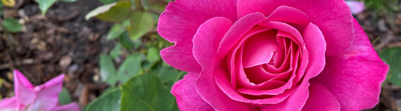 Grootbloemige roos - Rosa 'Pink Peace'