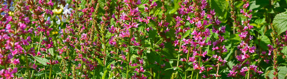 Grote kattenstaart - Lythrum salicaria 'Robert' online tuinplanten kopen