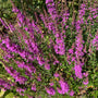 Grote kattenstaart - Lythrum salicaria