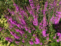Grote kattenstaart - Lythrum salicaria