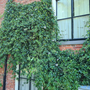 klimplant passiflora tegen muur