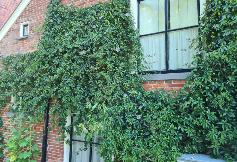 klimplant passiflora tegen muur
